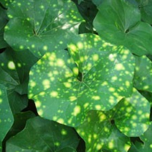 Ligularia 'Spotted Leopard'