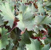Ligularia dentata  - 'Little Golden Ray'
