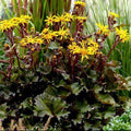 Ligularia dentata  - 'Little Golden Ray'