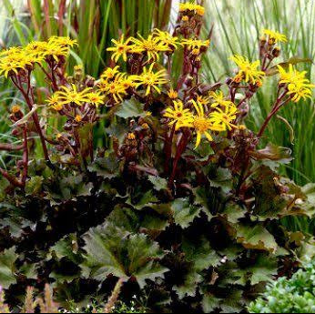 Ligularia dentata  - 'Little Golden Ray'