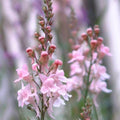 Linaria purpurea 'Purple Toadflax'