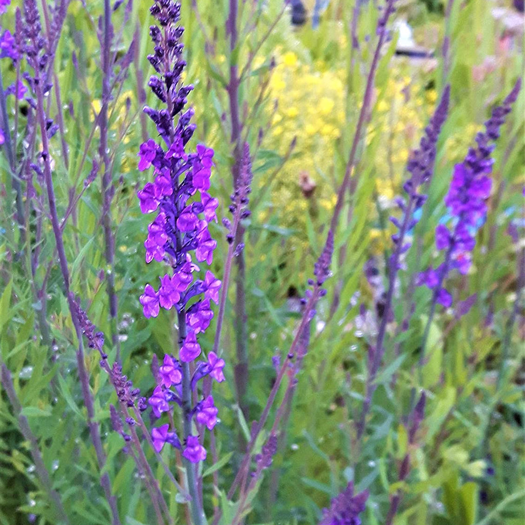 Linaria purpurea 'Purple Toadflax'
