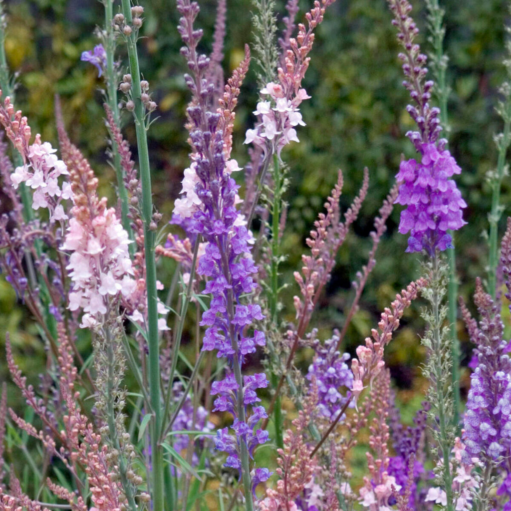 Linaria purpurea 'Purple Toadflax'