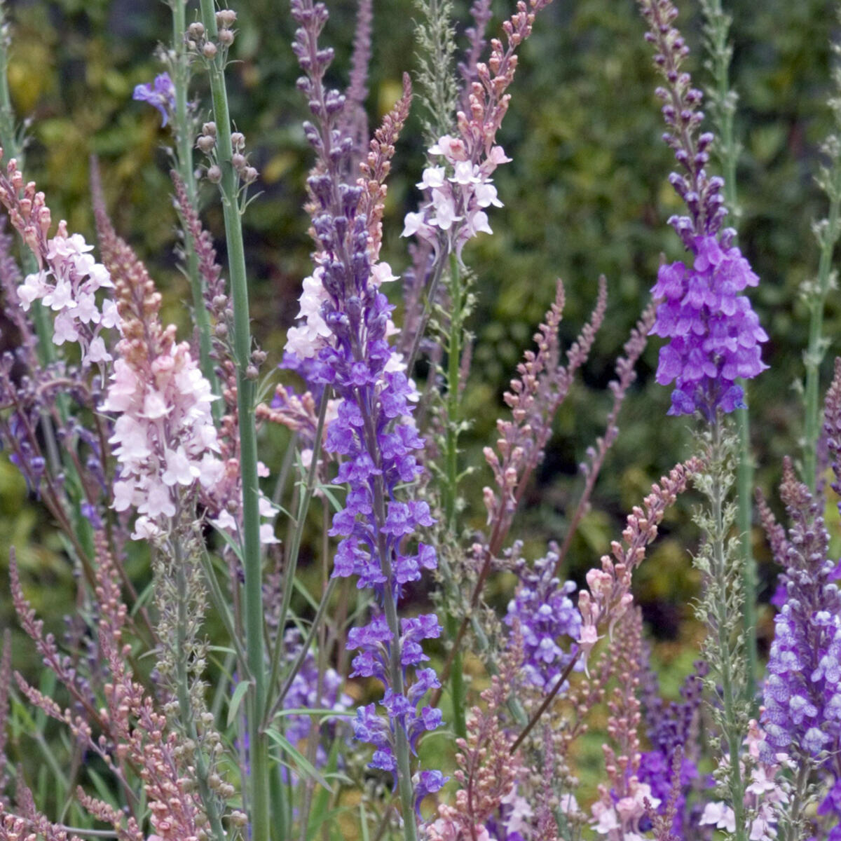 Linaria purpurea 'Purple Toadflax'