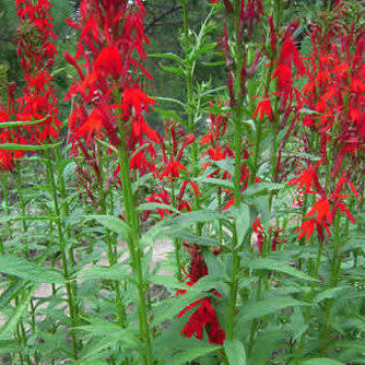 Lobelia cardinalis - Cardinal Flower