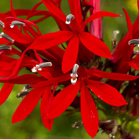 Lobelia cardinalis - Cardinal Flower