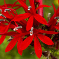 Lobelia cardinalis - Cardinal Flower