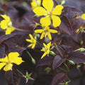 Lysimachia ciliata 'Firecracker'