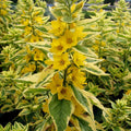Lysimachia punctata -  'Golden Alexander'