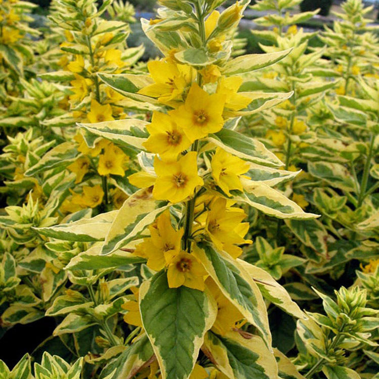 Lysimachia punctata -  'Golden Alexander'