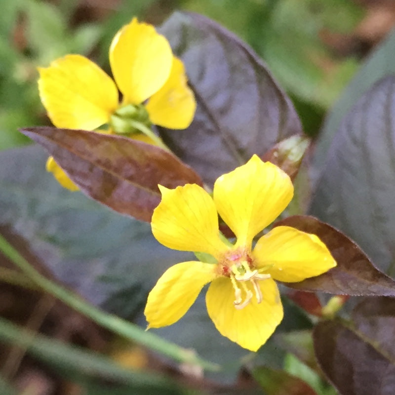 Lysimachia ciliata 'Firecracker'
