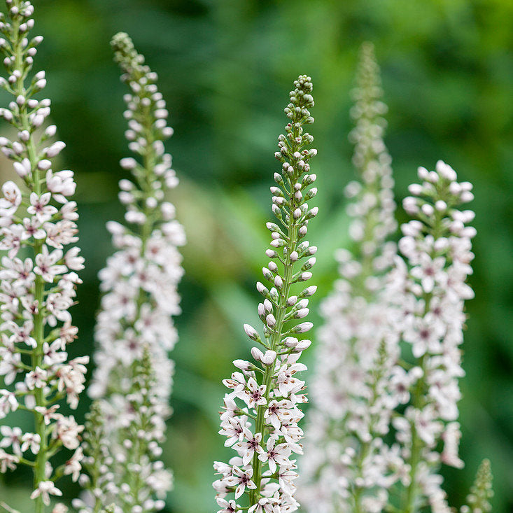 Lysimachia ephemerum- Willow Leaved Loosestrife