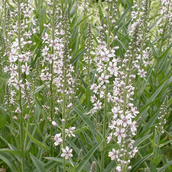 Lysimachia ephemerum- Willow Leaved Loosestrife