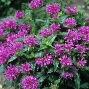 Monarda didyma 'Grand Parade'
