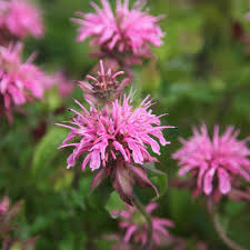 Monarda didyma 'Croftway Pink'