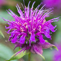 Monarda didyma 'Donnerwolke'
