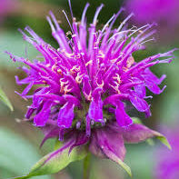 Monarda didyma 'Donnerwolke'
