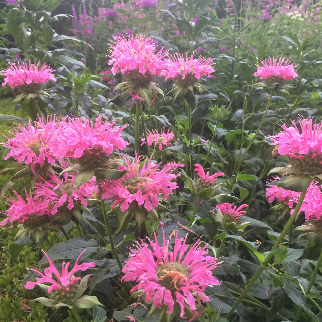 Monarda didyma 'Croftway Pink'