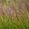 Panicum virgatum 'Iron Maiden'