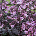 Penstemon digitalis 'Dakota Burgundy'