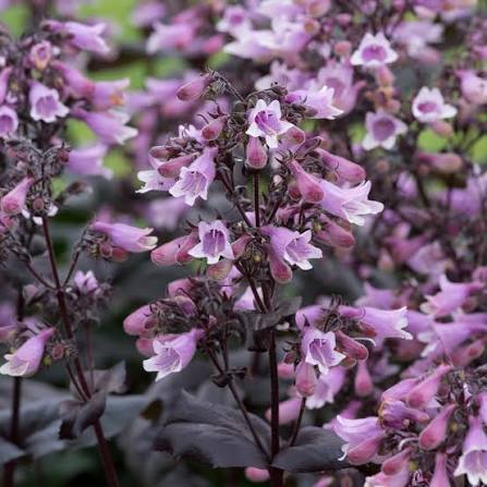 Penstemon digitalis 'Dakota Burgundy'