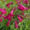 Penstemon 'Garnet'