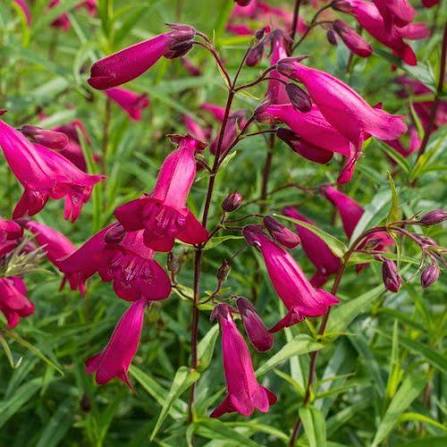 Penstemon 'Garnet'