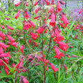 Penstemon 'Firebird'
