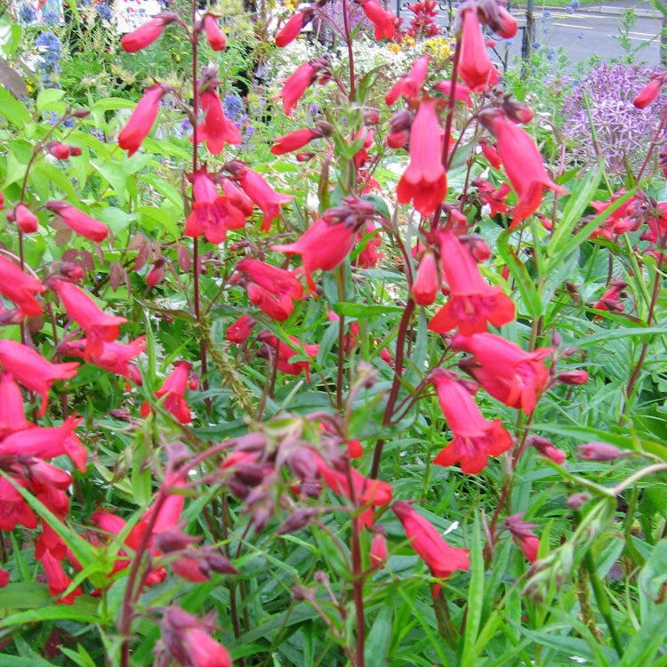 Penstemon 'Firebird'