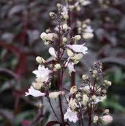 Penstemon digitalis 'Husker Red'