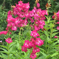 Penstemon 'Rose Robin'