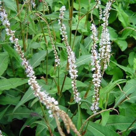 Persicaria amplexicaulis 'Alba'