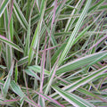 Phalaris arundinacea 'Tricolour Ribbon Grass'