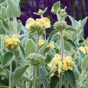 Phlomis 'Lemon Blush'