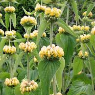 Phlomis russelliana - Turkish Sage