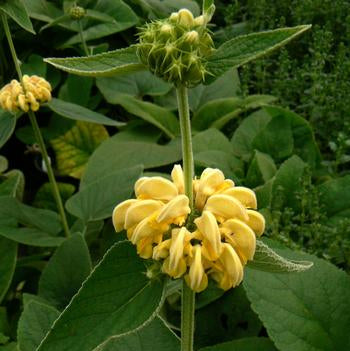 Phlomis russelliana - Turkish Sage