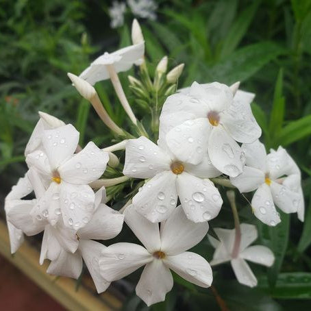 Phlox x 'Minnie Pearl'