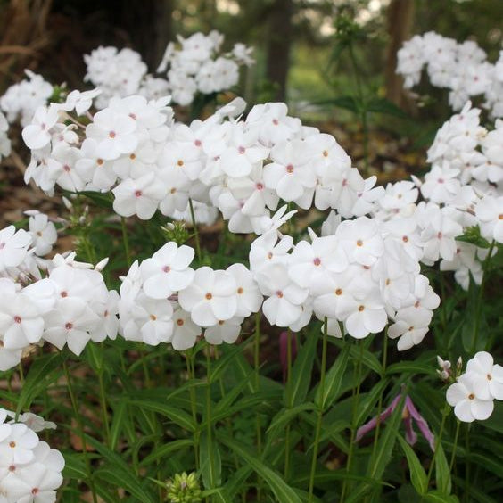 Phlox x 'Minnie Pearl'