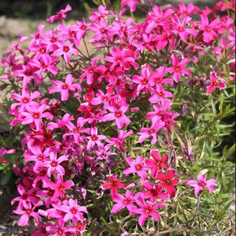 Phlox subulata Scarlet  'Alpine Phlox'