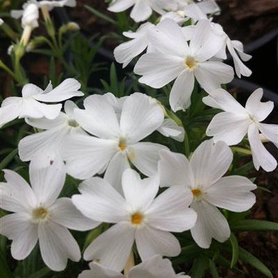 Phlox subulata -White 'Alpine Phlox'