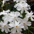 Phlox subulata -White 'Alpine Phlox'