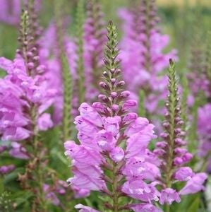 Physostegia virginiana - Mauve Obedient Plant
