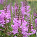 Physostegia virginiana - Mauve Obedient Plant