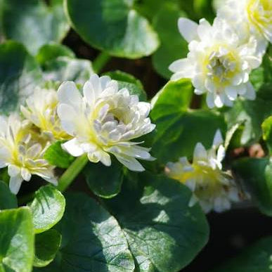 Ficaria verna 'Ken Aslett'