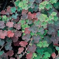 Rubus rolfei - Creeping Raspberry