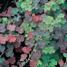 Rubus rolfei - Creeping Raspberry