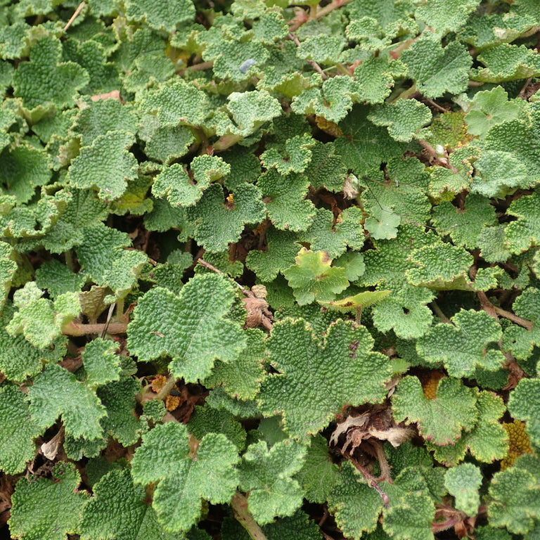 Rubus rolfei - Creeping Raspberry
