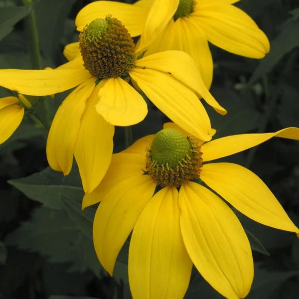 Rudbeckia laciniata 'Herbstsonne' - 'Autumn Sun'