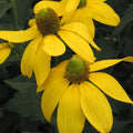 Rudbeckia laciniata 'Herbstsonne' - 'Autumn Sun'