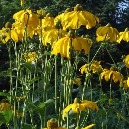 Rudbeckia laciniata 'Herbstsonne' - 'Autumn Sun'